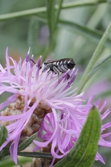 Megachile apicalis