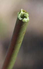 Elegia fistulosa