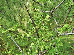 Senegalia wrightii