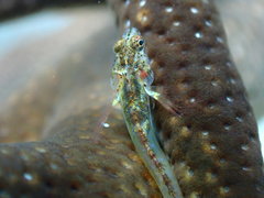 Emblemariopsis bottomei