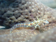 Emblemariopsis bottomei