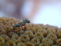 Emblemariopsis bottomei