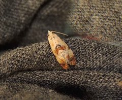 Neocochylis hybridella