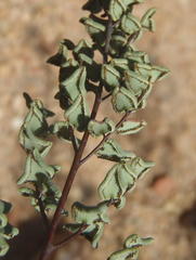 Pellaea leucomelas