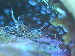 Periclimenes rathbunae