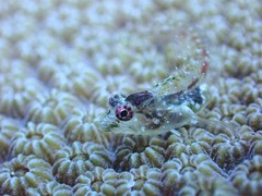 Emblemariopsis bottomei