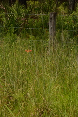 Lilium catesbaei image
