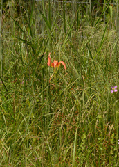 Lilium catesbaei image