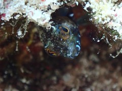 Emblemaria pandionis