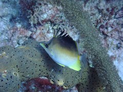 Prognathodes aculeatus