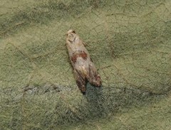 Neocochylis hybridella