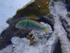 Xyrichtys splendens