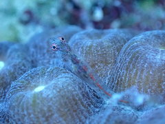 Emblemariopsis bottomei