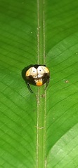 Hypognatha