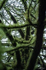 Abies religiosa
