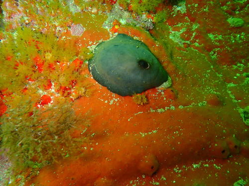 Pupillaea aperta