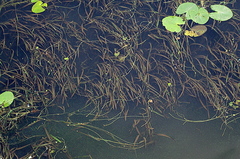 Vallisneria spiralis