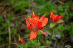 Castilleja cryptandra