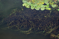 Vallisneria spiralis