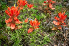 Castilleja cryptandra
