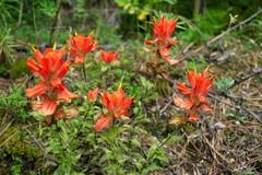 Castilleja cryptandra