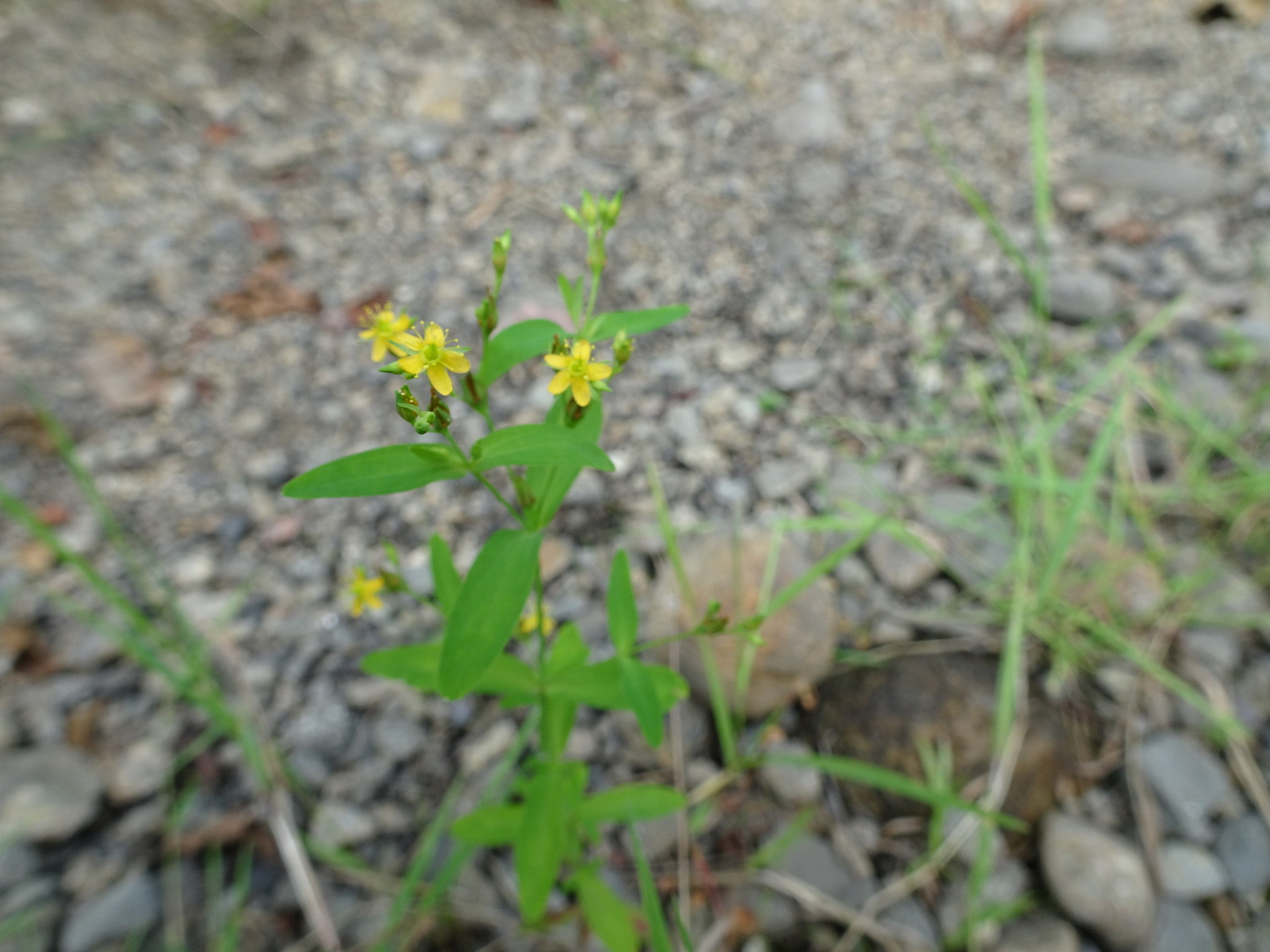 Hypericum X dissimulatum