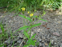 Hypericum dissimulatum