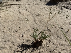 Phemeranthus confertiflorus