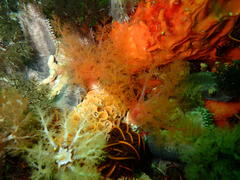 Thyone aurea