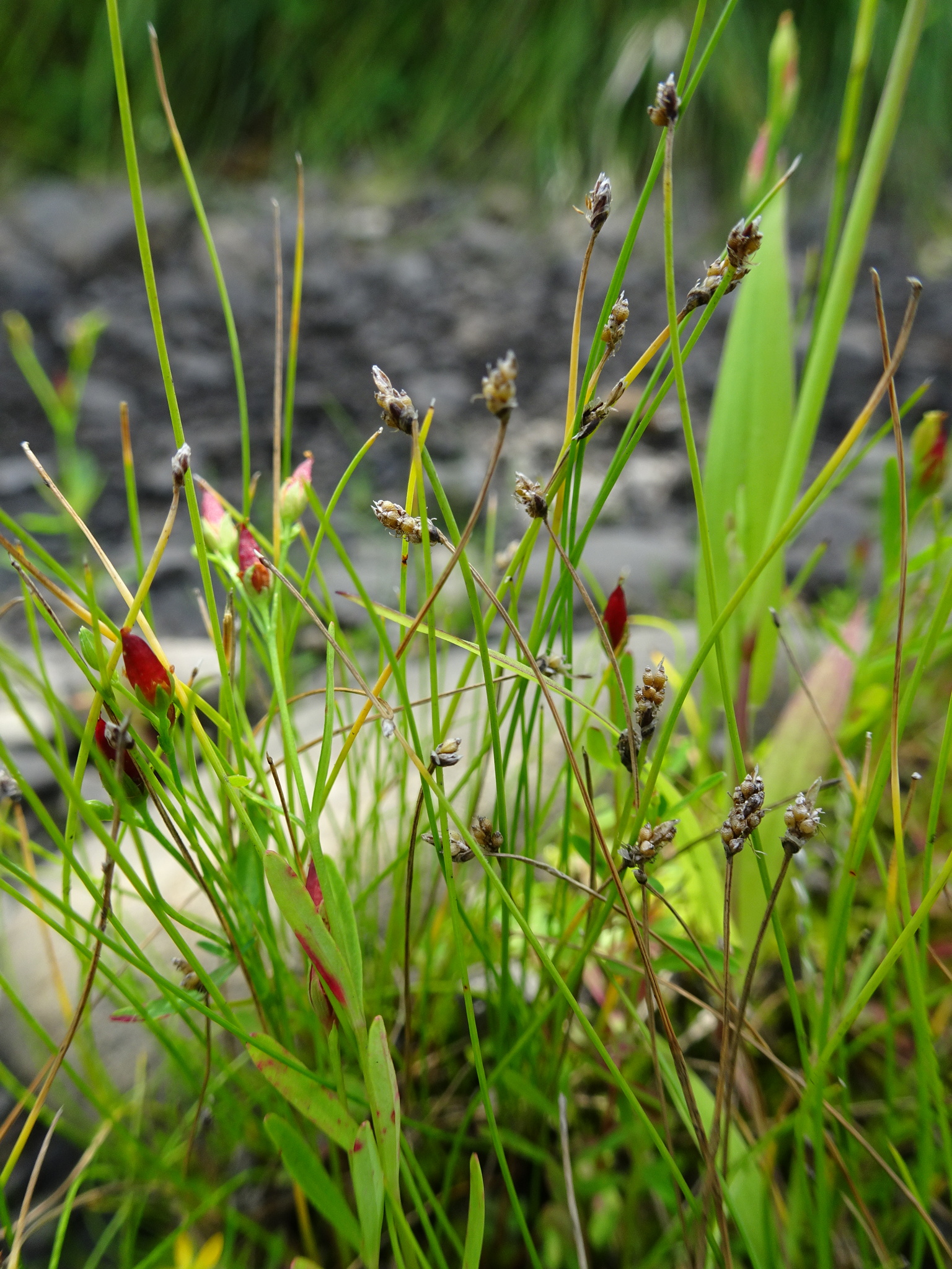 Eleocharis tenuis