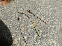 Eleocharis tenuis