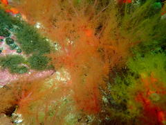 Thyone aurea