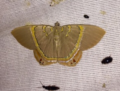 Phrygionis paradoxata