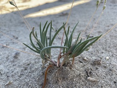 Phemeranthus confertiflorus