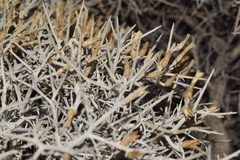 Centaurea spinosa