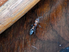 Pseudomyrmex gracilis