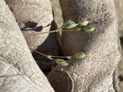 Phemeranthus confertiflorus