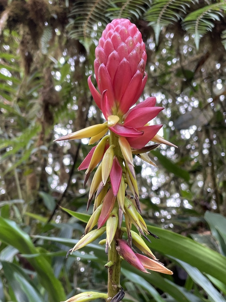 Pitcairnia kniphofioides