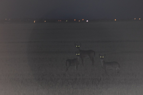 White-tailed Deer photographed in Montana