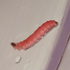 Plodia interpunctella