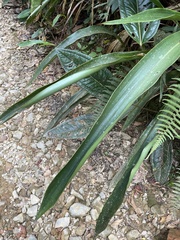 Pitcairnia kniphofioides