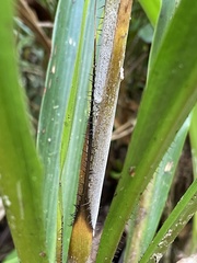 Pitcairnia kniphofioides