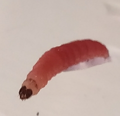 Plodia interpunctella