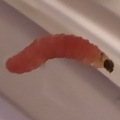 Plodia interpunctella