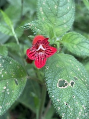 Kohleria inaequalis