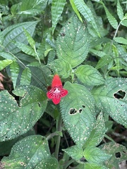 Kohleria inaequalis