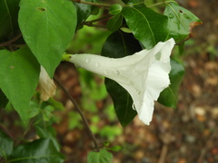 Ipomoea scopulorum