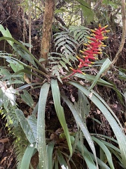Guzmania sprucei