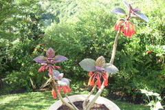 Dermatobotrys saundersii