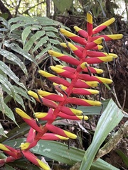 Guzmania sprucei